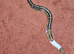 Pied royal python