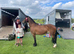 Well Bred Registered Welsh D