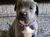 8 stunning Cane Corso looking for forever home
