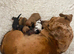 Rare colour / Merle Jack Russell Pups ( Wenlock) DNA Health Clear Stud