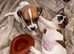 Jack Russel puppies