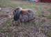 Mini lop kits - Nearly 10 weeks old- 5 does/1 buck
