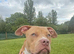 american staffy
