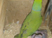 Proven breeding pair of Indian Ringneck