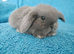 Selection of mini lop babies available