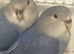 Blue mutation tame love birds