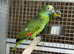 Amazon parrot