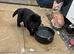 Newfoundland puppies