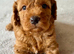 BOY cockapoo ready Friday 15th