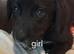 Labrador x collies