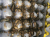 200+ small / medium mix feeder roach( well fed )