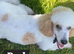 Beautiful Toy Poodle Puppies – 1 Boy & 1 Girl Available