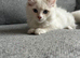 5 ragdoll girls