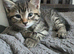 ADORABLE KITTENS FOR THEIR FOREVER HOMES