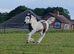 Cob mare with foal at foot