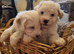 Maltipoo's 1 boy 1 girl left, rare coloured faces