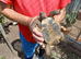 One Proven Male Hermann's Tortoise