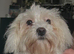 Maltese girl 6 and half mths