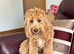 9 months girl cockapoo