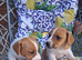 Jack russles puppies Loving for ever Home