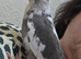 Beautiful hand reared cockateil