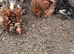 Millefleur Pekin bantam chickens