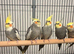 Various Stunning Young Cockatiels