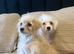 Cavapoochon x Cockerpoo