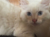 Stunning ragdoll kittens rare flame lynx & blue tortie females