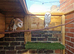 Breeding pair of barn owls over 1 year old