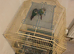 green cheek conures