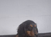 Long haired dachshund