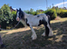 2 year old cob gelding