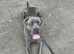 Ikc cane corso stud