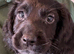 Beautiful 8 week old cocker spaniel puppies