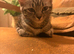 British Shorthair silver tabby crosses
