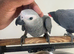 Friendly Baby HandReared Super Tame Cuddly African Grey Parrot,4