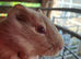 2 x Baby Guinea Pigs Brothers