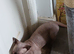 RARE ! Blue eyed Short legged Sphynx ( Bambino )