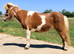 Sweet little coloured Shetland.