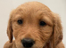 KC registered golden retriever puppies
