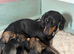 Irresistible pure Dachshund pups