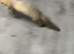 Ferret pole cat cross