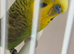 OPALINE BLACKWING COCK RING NUMBER 2 BLACK RING 2925 BRED