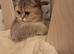 GCCF Golden British Shorthair Girl