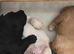 Scottish Terrier Puppies for Sale