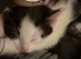 4 Male Cats For Sale