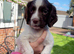 Springer Spaniel puppies