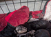 Beautiful mixed cockapoo and cavapoo puppies