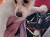 Jack Russel Terrier Pups